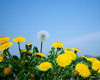 symbol_flower