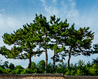 symbol_tree
